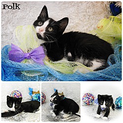 Thumbnail photo of Polk #4