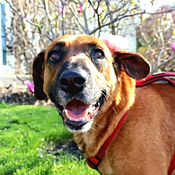 antioch animal shelter dogs for adoption