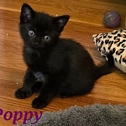 Thumbnail photo of Poppy #2