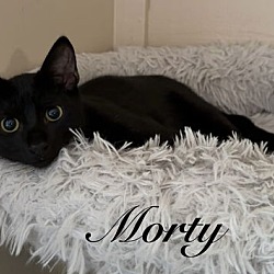 Thumbnail photo of Morty #1