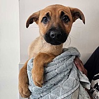 adopt a pet