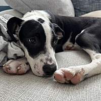 adopt a pet