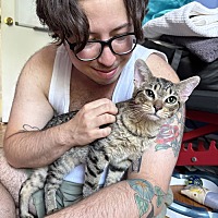 adopt a pet