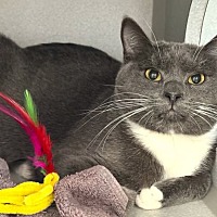adopt a pet