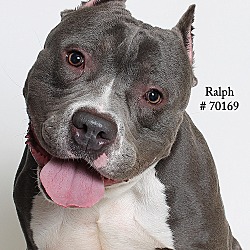 Thumbnail photo of Ralph  (Foster Care) #4