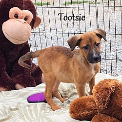 Photo of Tootsie Roll ~ meet me!
