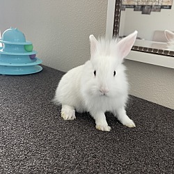 Photo of Baby Bunny