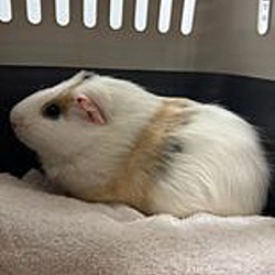 Photo of Oliver(bonded With Sheldon)