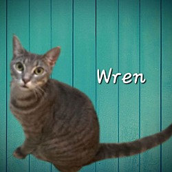 Thumbnail photo of Wren #needs-a-caring-owner #1