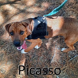 Thumbnail photo of Picasso #1