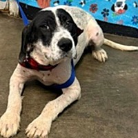 adopt a pet