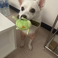 adopt a pet