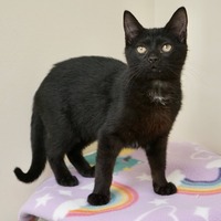 adopt-pet