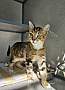 BURGER - Domestic Shorthair available for adoption