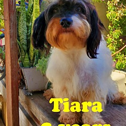 Photo of Tiara