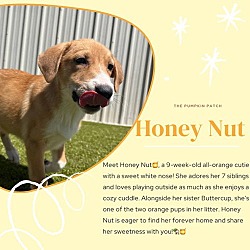 Thumbnail photo of honey nut #1