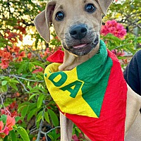 adopt a pet