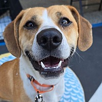 adopt a pet