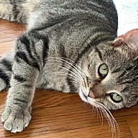 adopt a pet