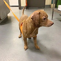 adopt a pet