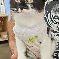 adopt a pet