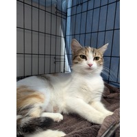 adopt-pet
