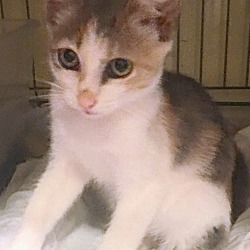 Thumbnail photo of Dilute Calico Kitten #2