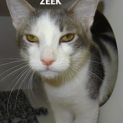 Thumbnail photo of Zeek #1