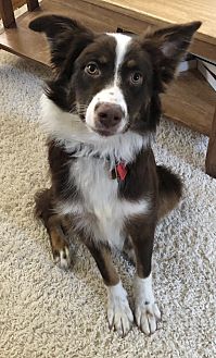 petsmart snuffle mat