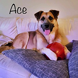 Photo of Ace Adoption Pending