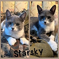Photo of Starsky