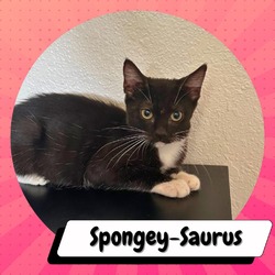 Thumbnail photo of Spongey-Saurus #4