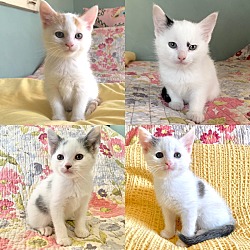 Photo of Four adorable kittens!