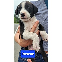 Thumbnail photo of Doyline 10 Roscoe #1
