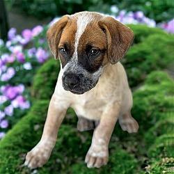 Thumbnail photo of Skechers Pup - Jogger - Adopted! #2