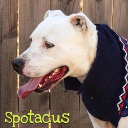 Thumbnail photo of Spotacus #1