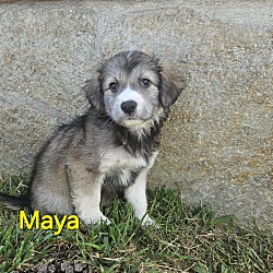 Thumbnail photo of Maya #1