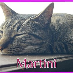 Photo of MARTINI