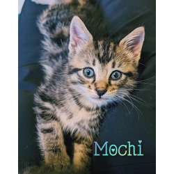 Thumbnail photo of Mochi #3