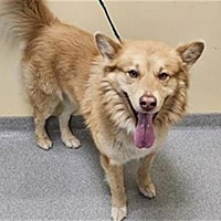 adopt a pet