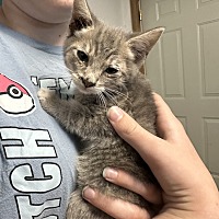 adopt a pet