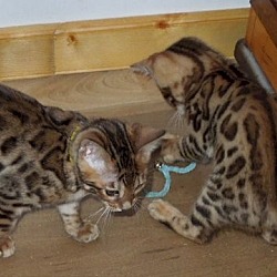 Photo of Home trained Bengal kittens