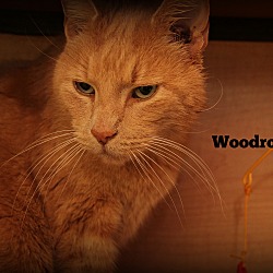 Thumbnail photo of Woodrow #3