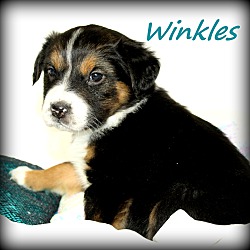 Thumbnail photo of Winkles~adopted! #2