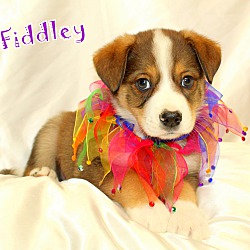 Thumbnail photo of Fiddley~adopted! #4