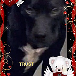 Thumbnail photo of Trust #1