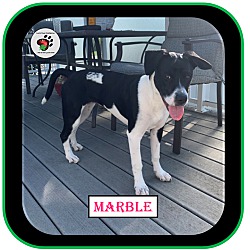 Thumbnail photo of Marble - ADOPTED #3