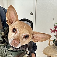 adopt a pet