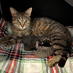 Photo of Ginny & The Bomb Squad Litter