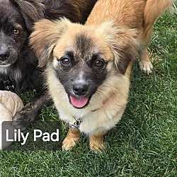 Thumbnail photo of Lily Pad #1
